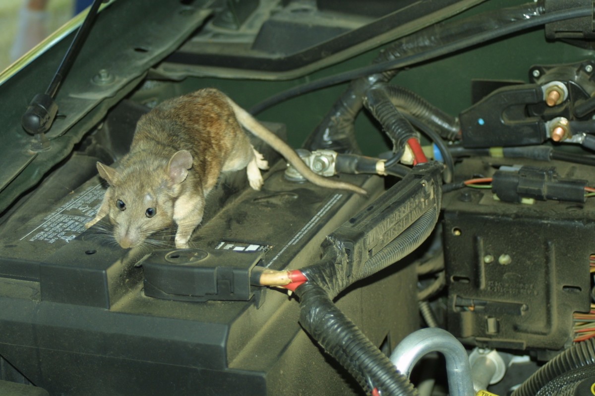 What to Do When You Have Rats in Your Car's Engine Bay – Eradika Pest  Exterminator